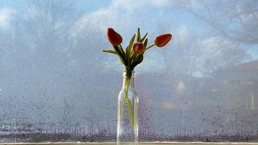bunch of tulips in glass vase placed on windowsill