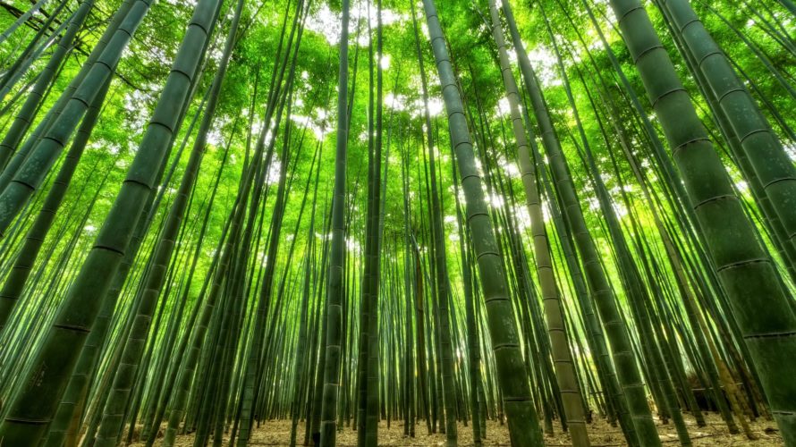 bamboo tree forest on a sunny day